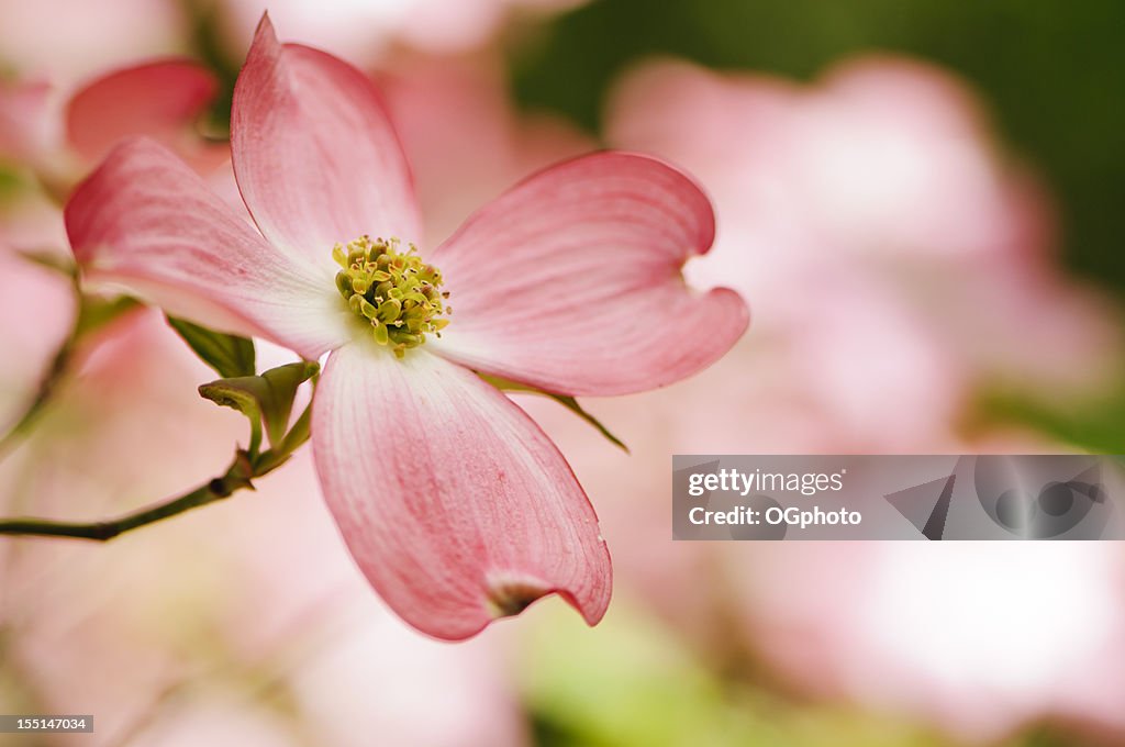 Cornejo americano cerezos en flor