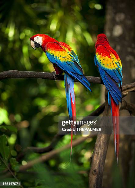 ibis macaws - scarlet macaw fotografías e imágenes de stock