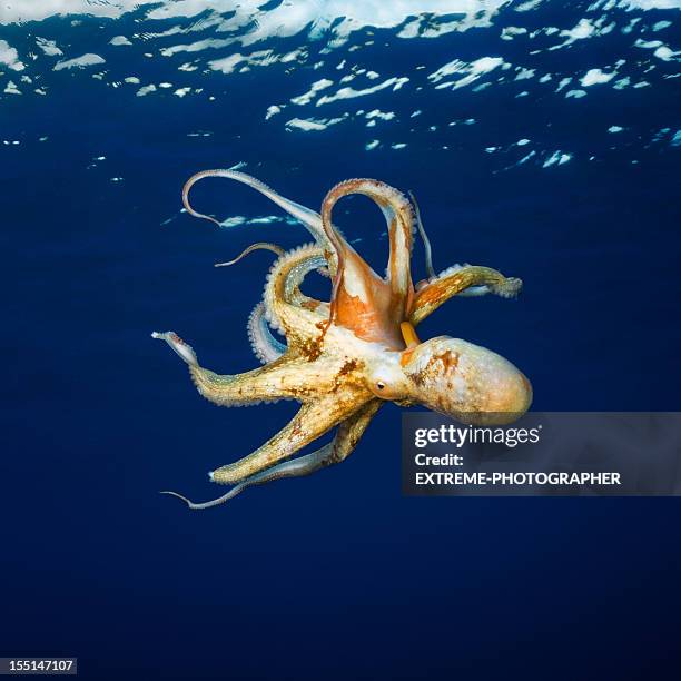 octopus - tentacle stock pictures, royalty-free photos & images