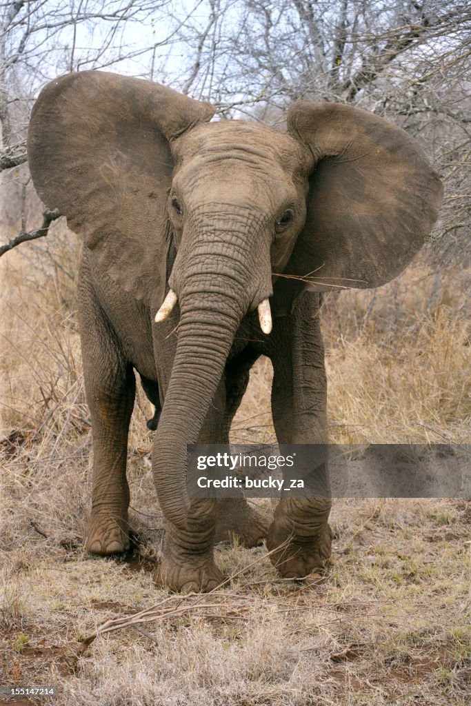 Young African elephant with ears open wide in warning gesture.