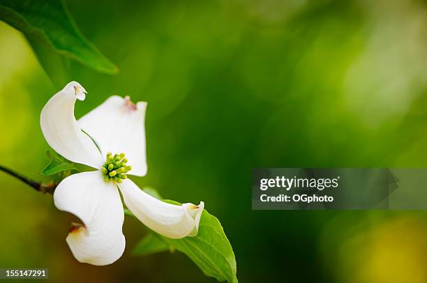 flowering dogwood blossom - dogwood blossom stockfoto's en -beelden
