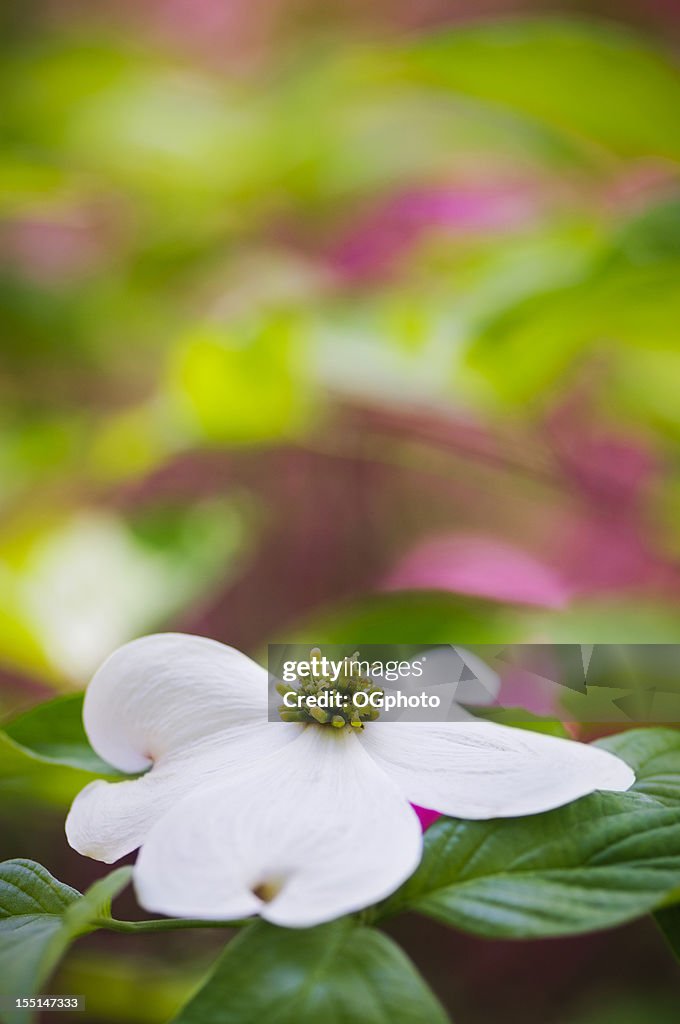 Amerikanischer Blumenhartriegel Blüten mit verschwommene Hintergrund mit bunten Azaleen.