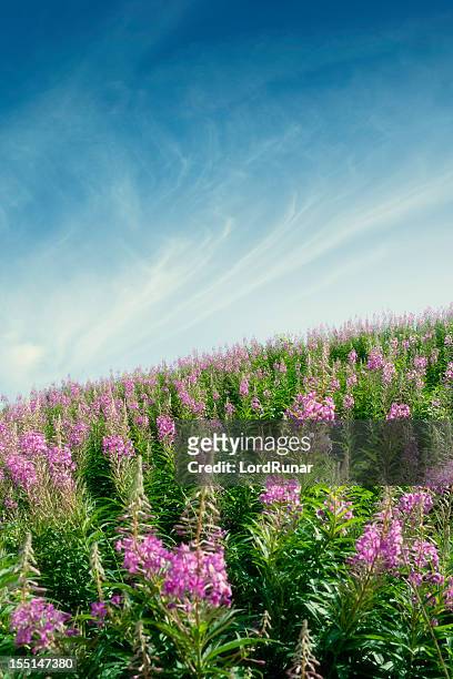 summer flowers - fireweed stock pictures, royalty-free photos & images