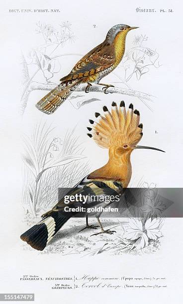 hoopoe, wryneck  - woodpeckers, historic illustration, 1849 - hoopoe stock illustrations