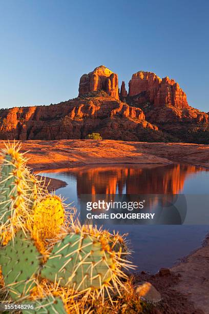 sedona arizona - arizona cactus stock pictures, royalty-free photos & images