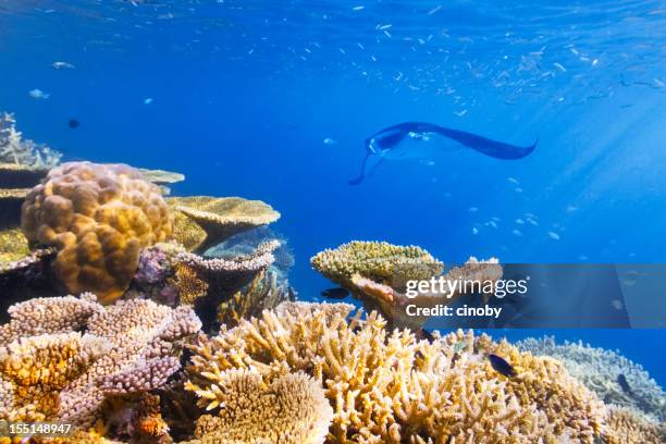 underwater sea life - manta ray coral stock pictures, royalty-free photos & images