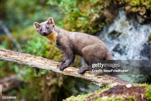 pine marten standing on tree trunk - martens stock pictures, royalty-free photos & images