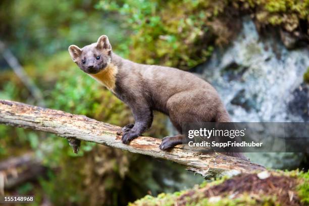 marta européia de pé em um tronco - pine marten imagens e fotografias de stock