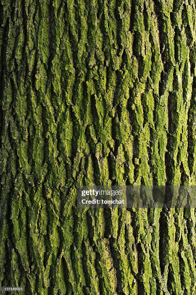 Maple bark texture