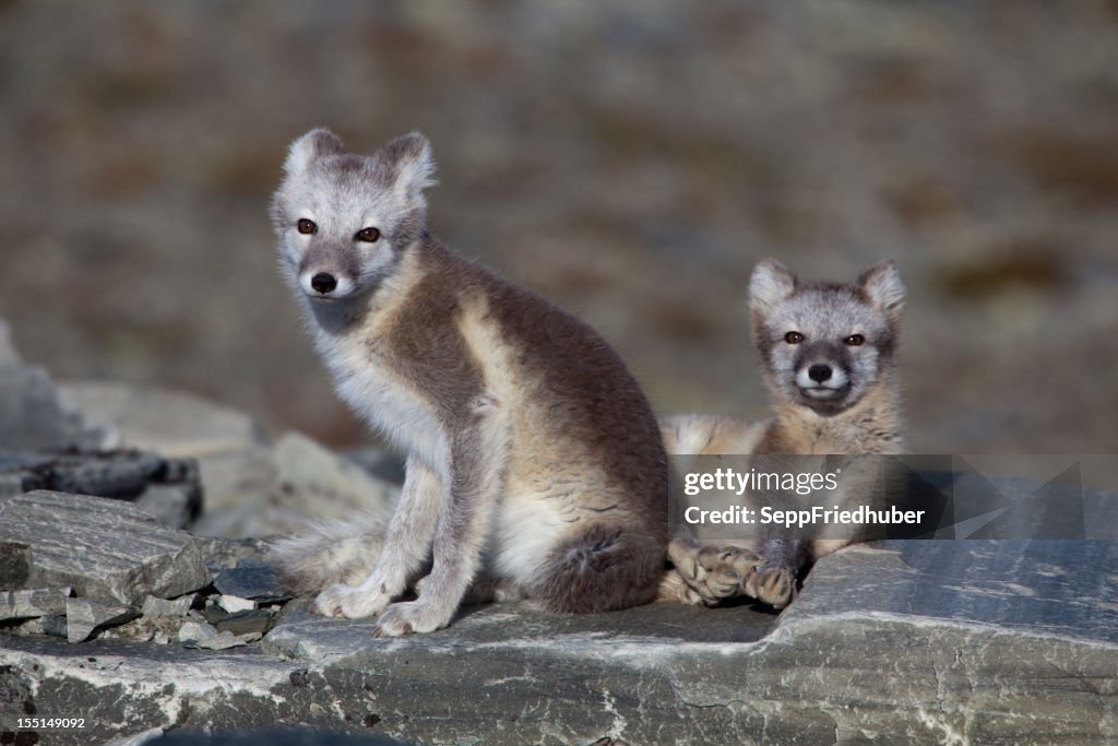 Two Arctic foxes on a rock