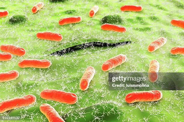 escherichia coli (e. coli.) - e coli stock pictures, royalty-free photos & images