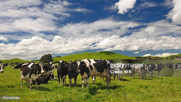 cow vieh, neuseeland (xxxl - female cows with horns stock-fotos und bilder