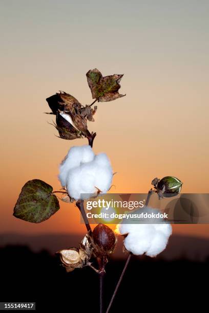 cotton boll - cotton field stock pictures, royalty-free photos & images