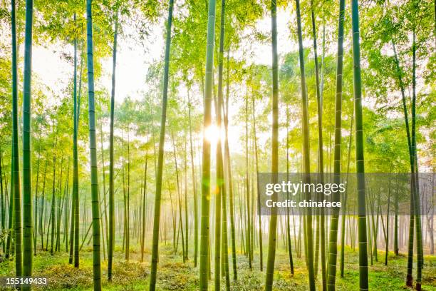 bamboo forest - bamboo grove stock pictures, royalty-free photos & images