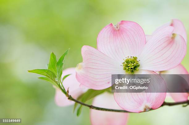 cornus florida rubra blossoms - dogwood blossom - fotografias e filmes do acervo