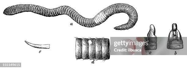 earthworm (lombricus agricola) - worm stock illustrations