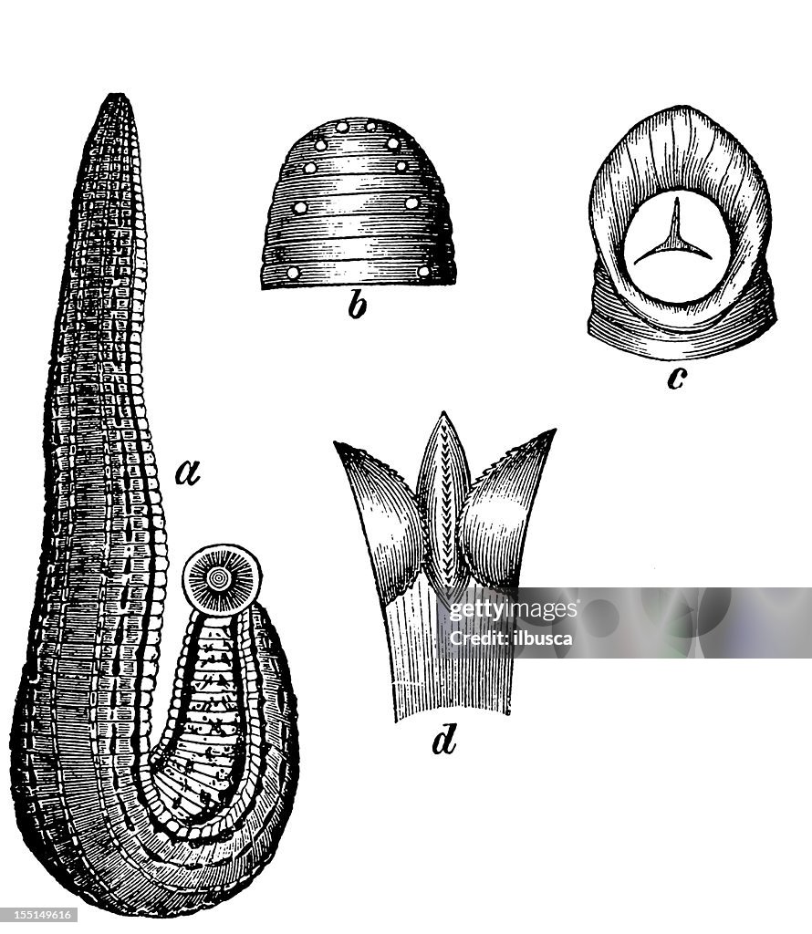 Leech (Leech Medicines)