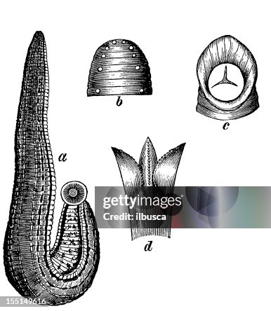 Leech (Leech Medicines) Leech (Leech Medicines)