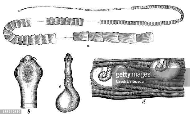 pork tapeworm (taenia solium) - taenia saginata stock illustrations