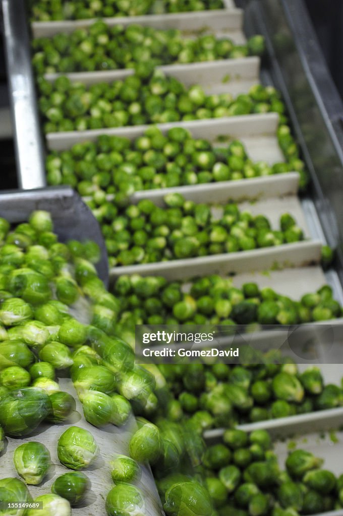 Close-up of Brussels Sprouts Being Processed