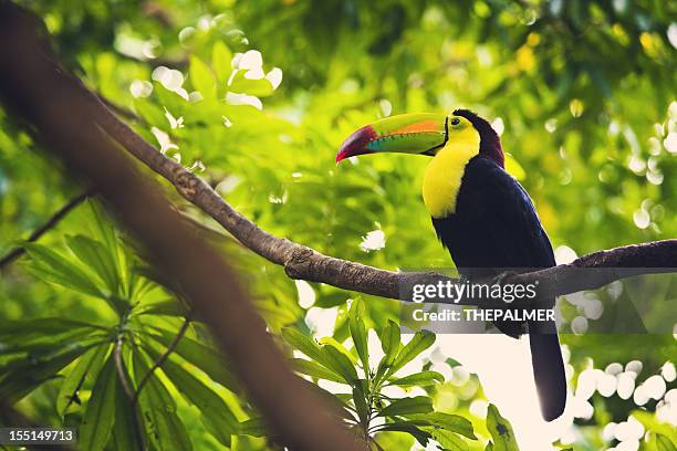 keel billed toucan - toucan stock pictures, royalty-free photos & images