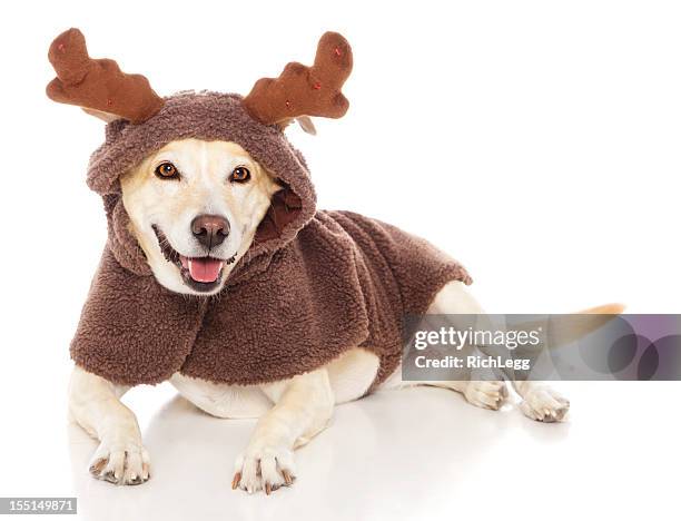 reindeer dog - reindeer horns stock pictures, royalty-free photos & images