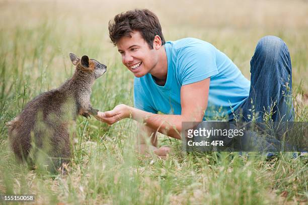 alimentação kangaroos selvagem (xxxl - cria de canguru imagens e fotografias de stock