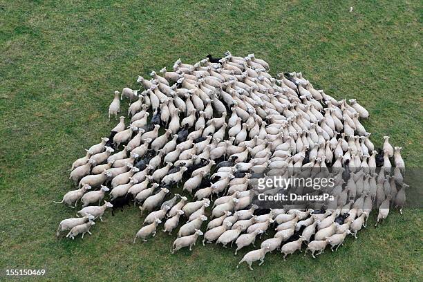 birds eye view of a herd of sheep - herd stock pictures, royalty-free photos & images