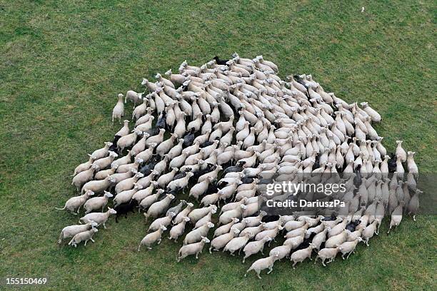 birds eye view of a herd of sheep - får bildbanksfoton och bilder