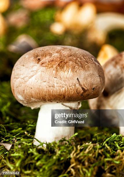 mushrooms - white mushroom stockfoto's en -beelden