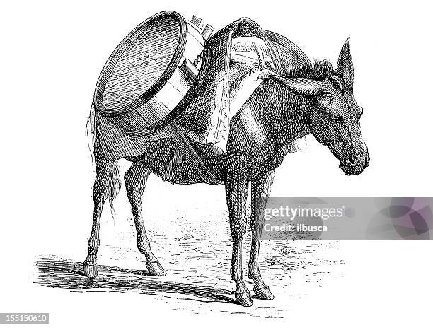 donkey carrying water - tajikistan stock illustrations