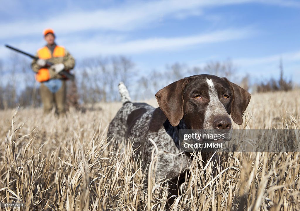 German Wirehair Pointer and man upland bird hunting.