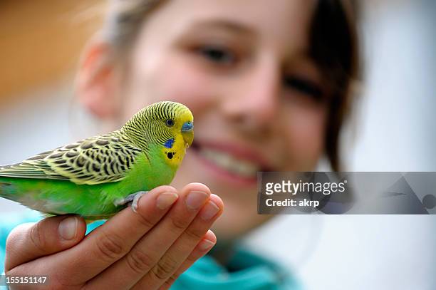 linda chica con budgie - parakeet fotografías e imágenes de stock