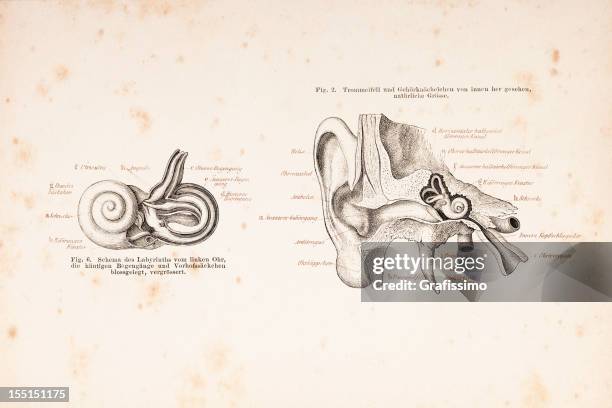 engraving human ear cross section from 1878 - cochlea stock illustrations