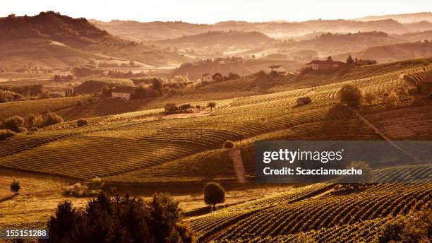 hills at sunset with vineyards and trees - piedmont italy stock pictures, royalty-free photos & images