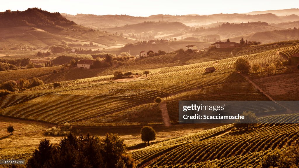 Hills com vinhas