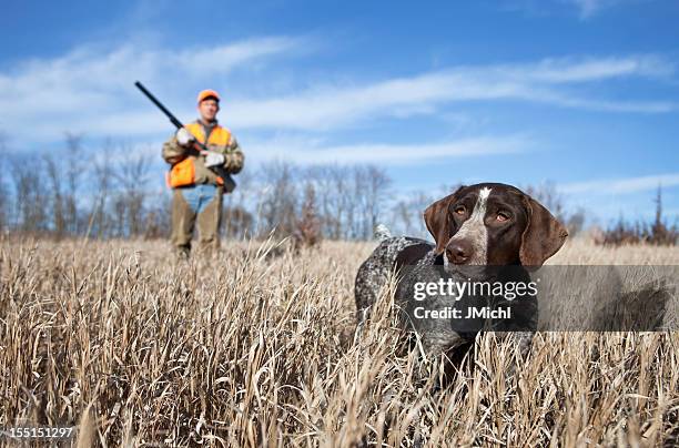 tedesco puntatore wirehair di magellano e uomo di caccia agli uccelli. - cane da caccia foto e immagini stock