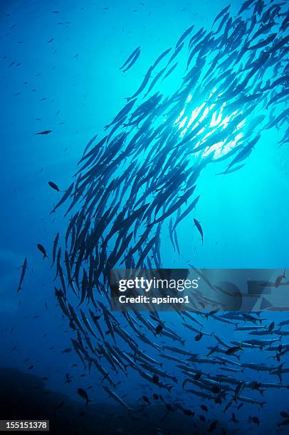 baracuda swirl - school vissen stockfoto's en -beelden