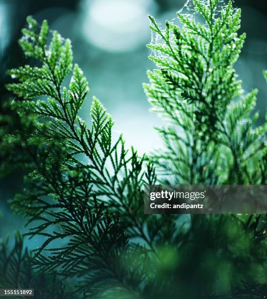 cedar tree branches - cedar tree stock pictures, royalty-free photos & images