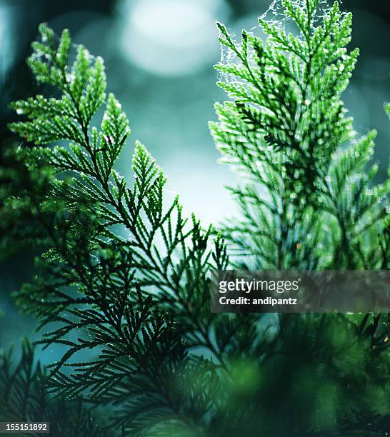 cedar tree branches - cederträd bildbanksfoton och bilder