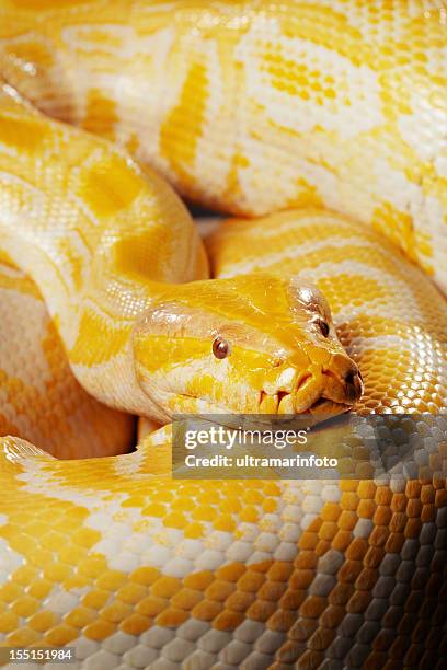 snake-albino dunkler tigerpython - yellow burmese python stock-fotos und bilder