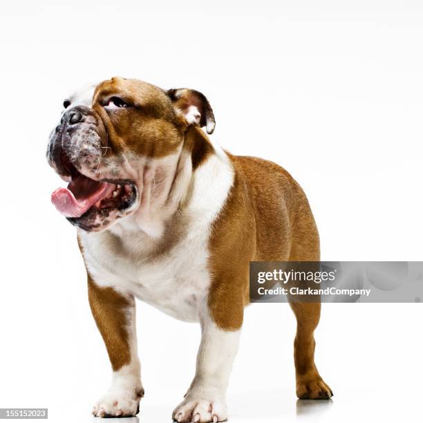 juvenile british bulldog - cute baby bulldogs stock pictures, royalty-free photos & images