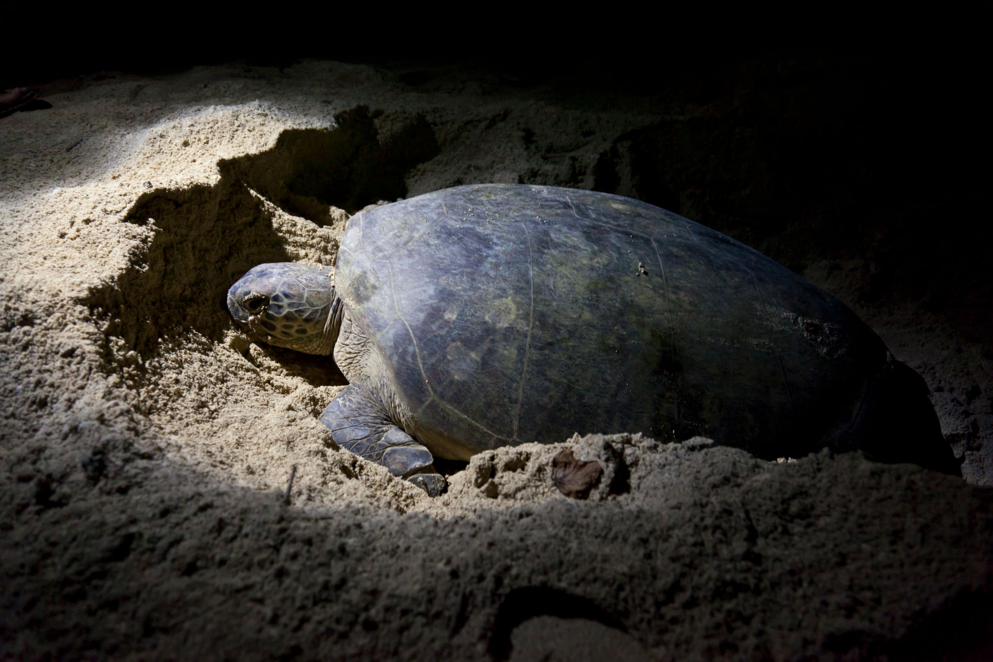 night turtle watching