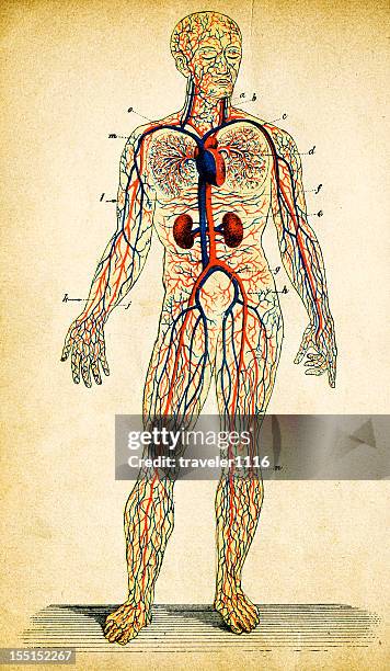 menschlicher kreislauf - oberkörper stock-grafiken, -clipart, -cartoons und -symbole