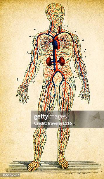 human circulatory system - vein muscle stock illustrations