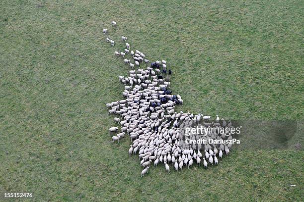 foto aérea de animais de exploração - pastorear imagens e fotografias de stock