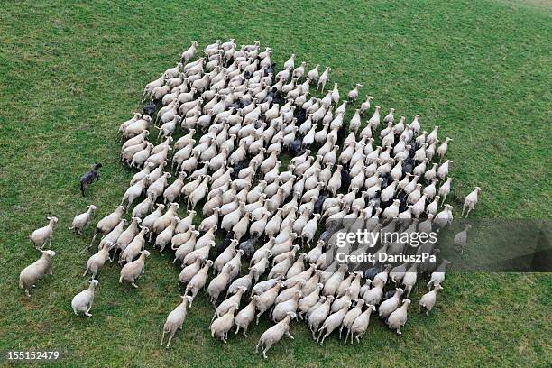 aerial photo of farm animal - 放牧 活動 個照片及圖片檔