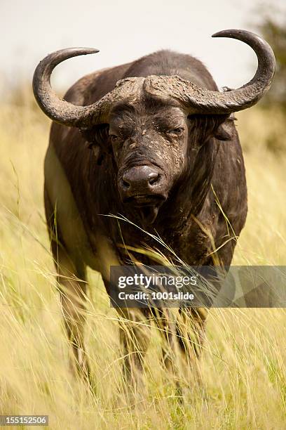 buffaloe in murchison falls national park-portrait - cape buffalo stock pictures, royalty-free photos & images