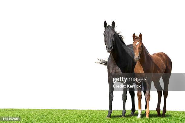 warmblood mare and foal isolated on white - föl bildbanksfoton och bilder