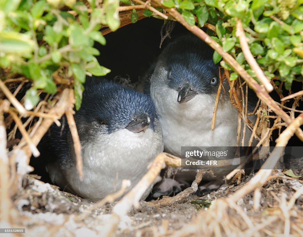 Little Penguins/Fairy Penguins (Eudyptula Minor) breeding in Wildlife, Australia (XXXL)